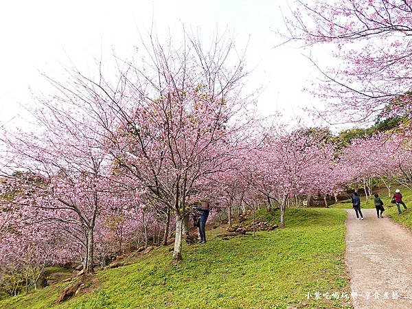 2024悠然秘境小屋-吉野櫻、富士櫻區12.jpg