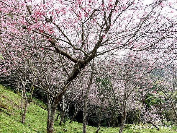 2024悠然秘境小屋-吉野櫻、富士櫻區11.jpg