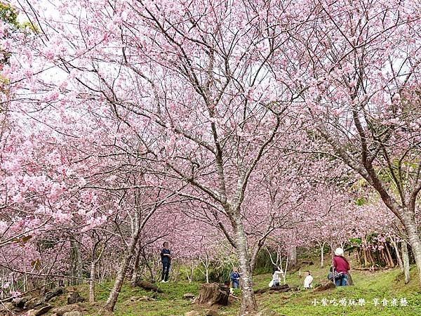2024悠然秘境小屋-吉野櫻、富士櫻區10.jpg