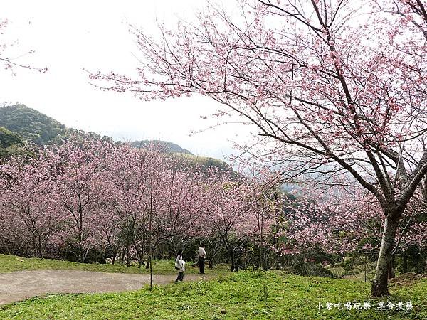 2024悠然秘境小屋-吉野櫻、富士櫻區13.jpg