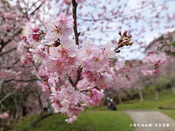 2024悠然秘境小屋-吉野櫻、富士櫻區14.jpg
