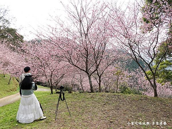 2024悠然秘境小屋-吉野櫻、富士櫻區15.jpg