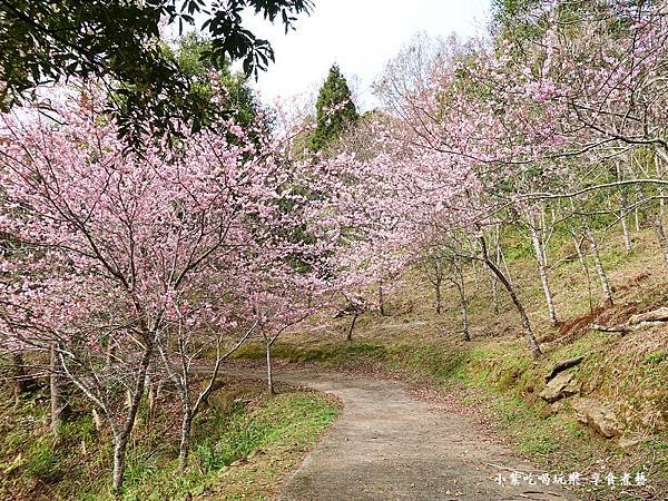 2024悠然秘境小屋-吉野櫻、富士櫻區17.jpg