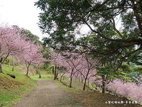 2024悠然秘境小屋-吉野櫻、富士櫻區21.jpg