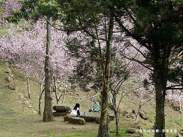 2024悠然秘境小屋-吉野櫻、富士櫻區20.jpg