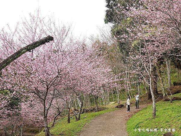 2024悠然秘境小屋-吉野櫻、富士櫻區25.jpg