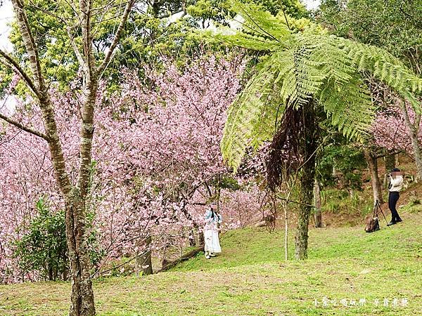 2024悠然秘境小屋-吉野櫻、富士櫻區24.jpg