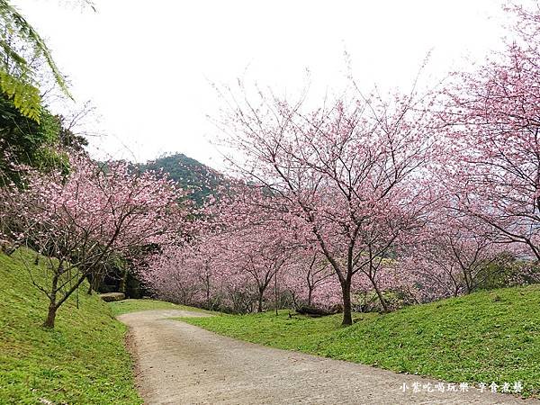 2024悠然秘境小屋-吉野櫻、富士櫻區26.jpg