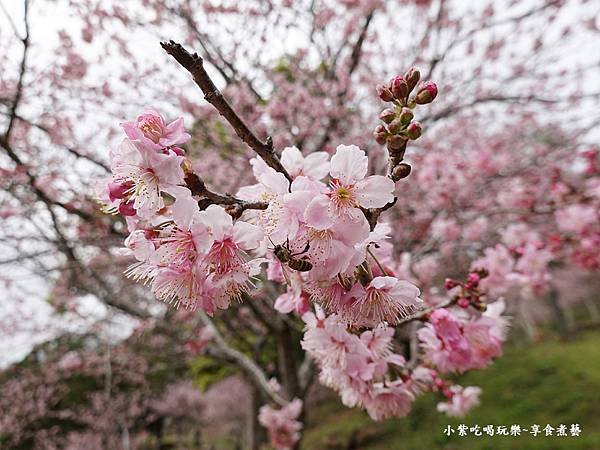 2024悠然秘境小屋-吉野櫻、富士櫻區27.jpg