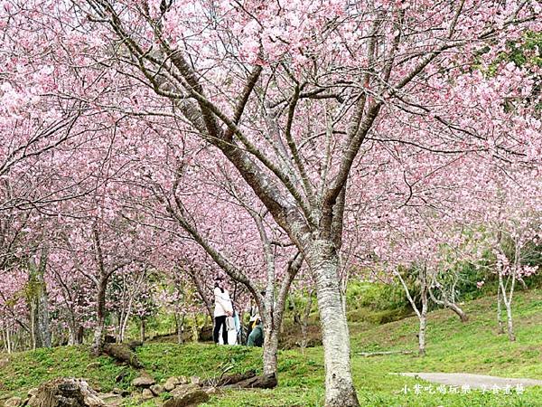 2024悠然秘境小屋-吉野櫻、富士櫻區29.jpg