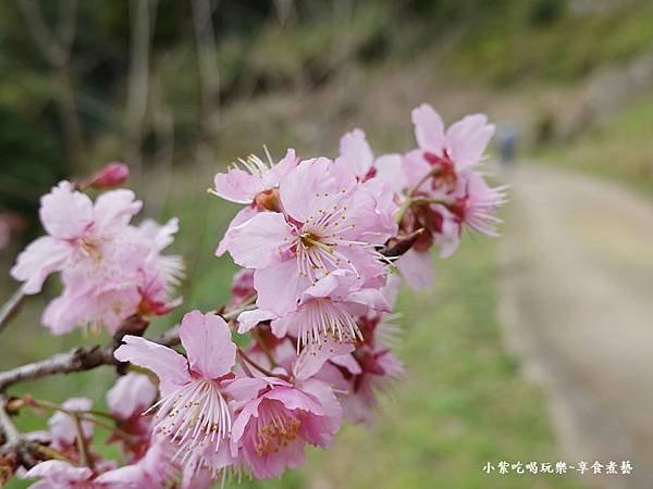 2024悠然秘境小屋-吉野櫻、富士櫻區31.jpg