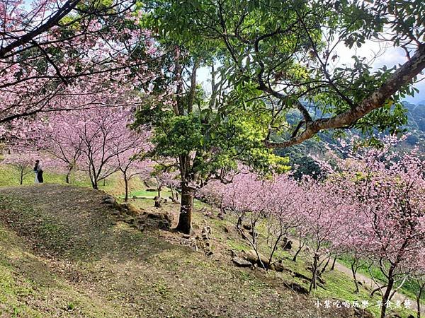 2024悠然秘境小屋-吉野櫻、富士櫻區34.jpg