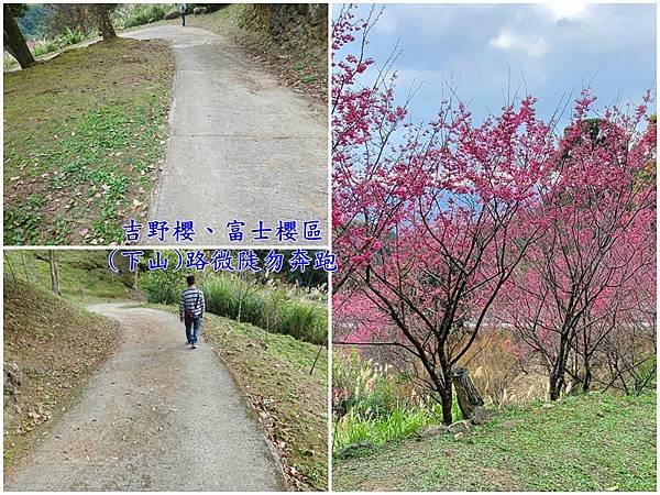 吉野櫻、富士櫻區下山的路微陡-悠然秘境小屋.jpg