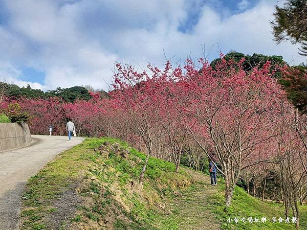 賞八重櫻步道入口-悠然秘境小屋.jpg