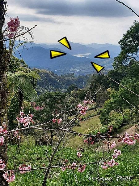 賞櫻遠眺阿姆坪集水區-悠然秘境小屋賞櫻 (2).jpg