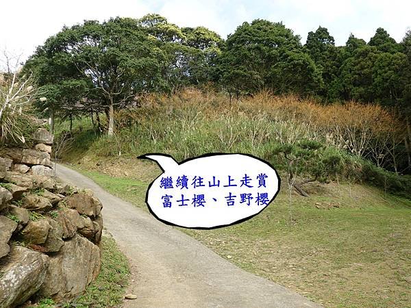 繼續上行往富士櫻與吉野櫻區-2024悠然秘境小屋賞櫻.JPG
