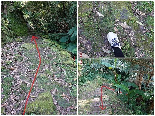 捷徑轉個兩彎往櫻花步道中段-2025悠然秘境小屋.jpg