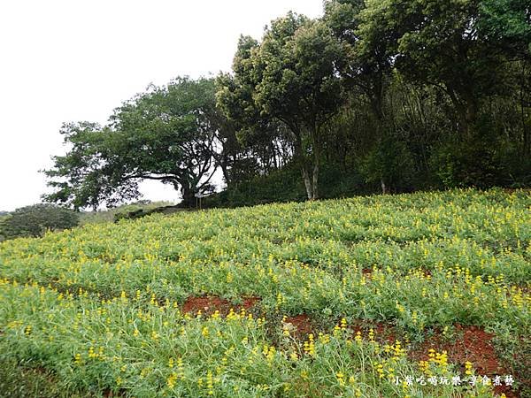 葉家茶園魯冰花-2025龍潭魯冰花季 (7).jpg