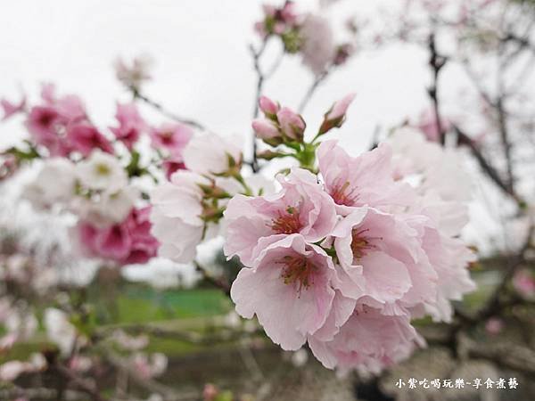 羅莊櫻花步道-墨染櫻 (12).jpg