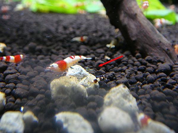 DSC03593_cr.JPG