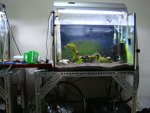 種蝦缸
