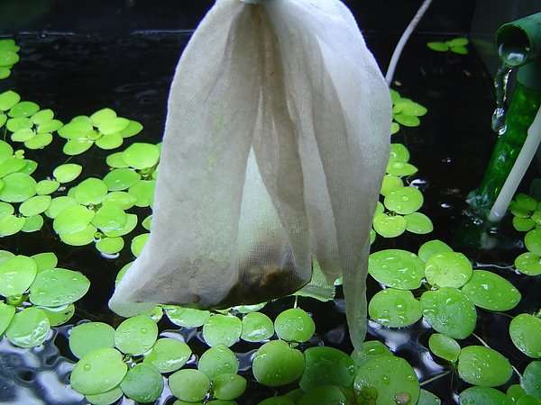 用網袋吊於水面