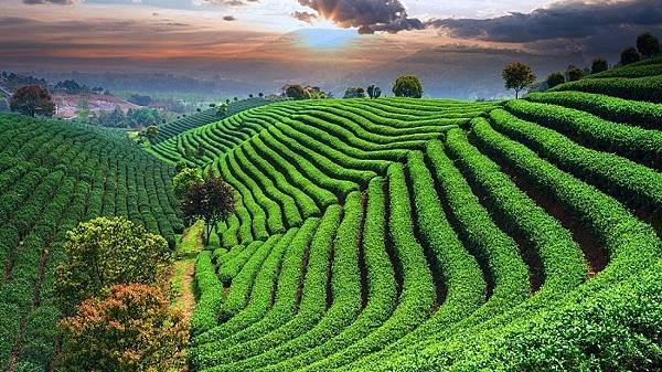 Vẻ Đẹp Thiên Nhiên Của Làng Ch