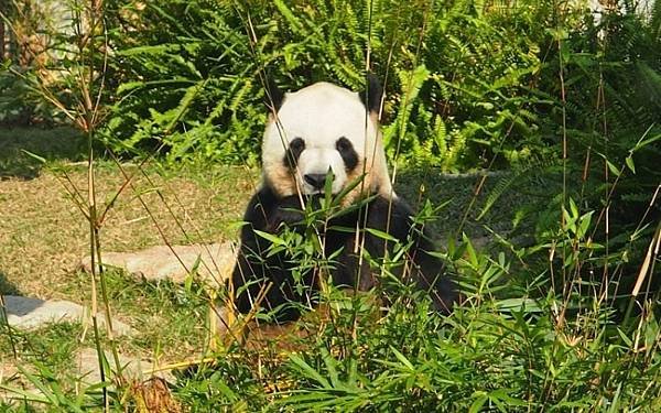 Macau Giant Panda Pavilion - N