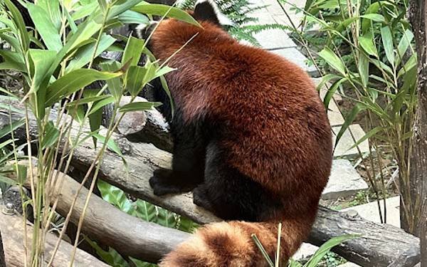 Macau Giant Panda Pavilion - N
