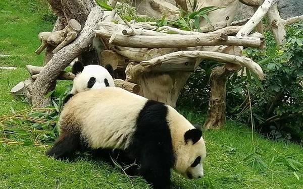 Macau Giant Panda Pavilion - N