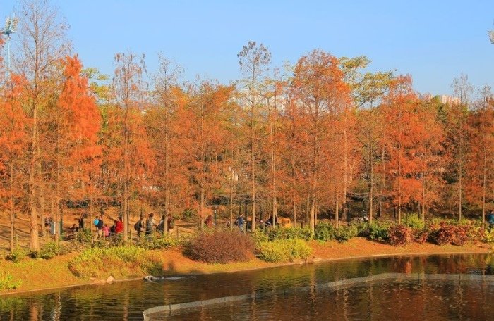 Đi Hồng Kông Mùa Nào Đẹp Nhất?