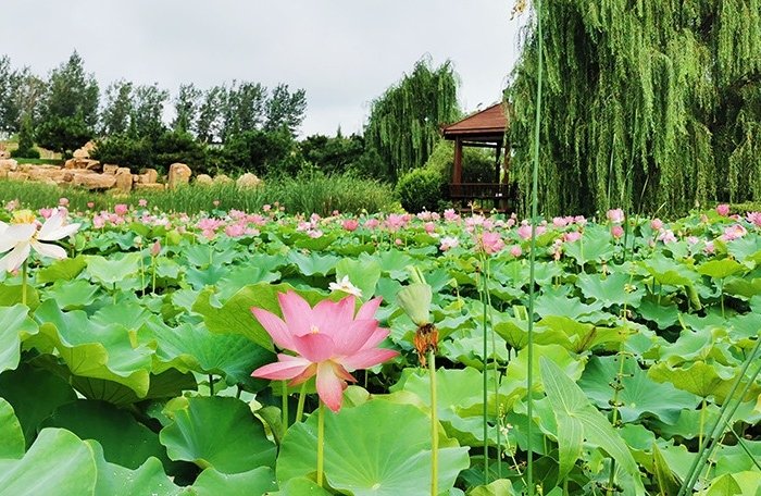 Nam Tầm cổ trấn – Viên ngọc cổ