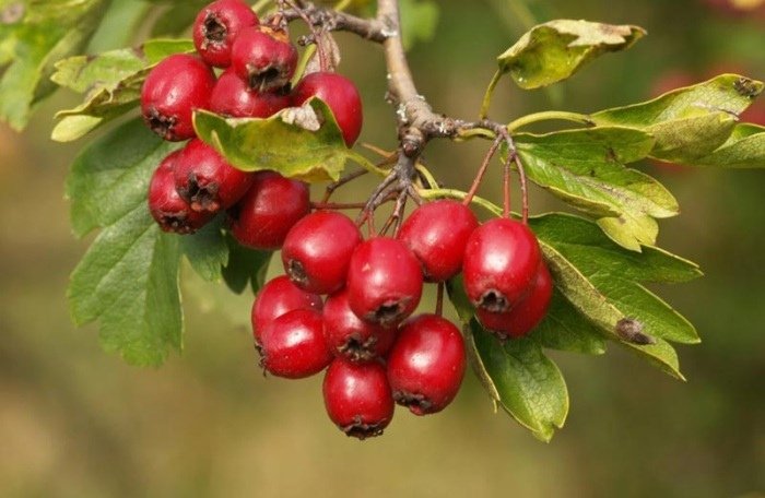 Kẹo Hồ Lô Trung Quốc – Món Ngọ