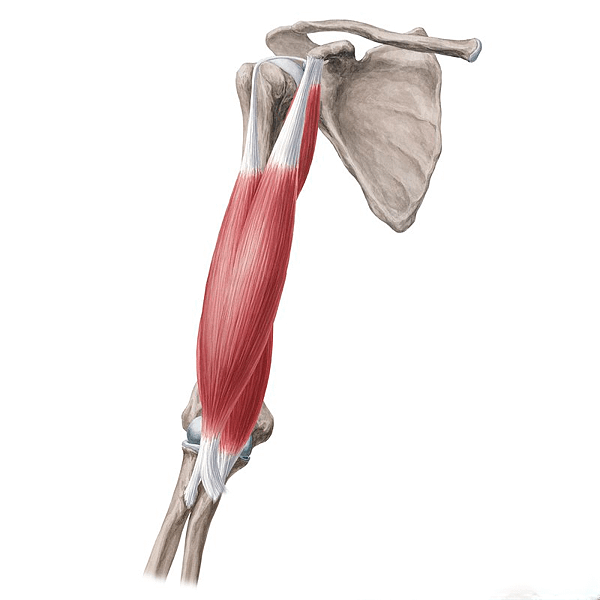 518_biceps_brachii_coracobrachialis_brachialis_muscles_anterior_view_YK_copy.png