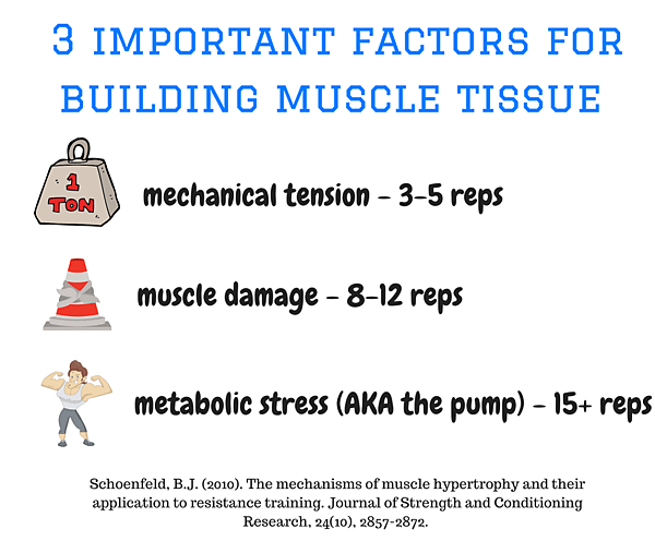 3-important-aspects-of-building-muscle-tissue-1-1024x1024.png