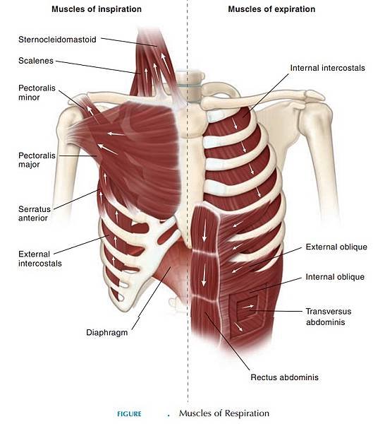 article-Respiration-Muscles-WC1.jpg