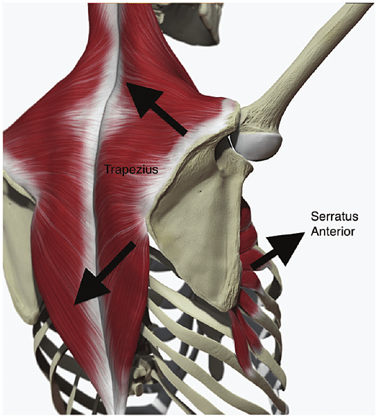 Prime-movers-and-stabilizers-of-the-scapula-upper-and-lower-trapezius-with-serratus.png