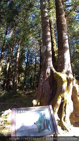2020.11.21-22志同道合阿里山之旅 (52).jpg
