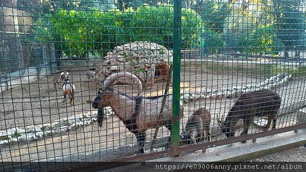 雅典小動物園 (9).jpg