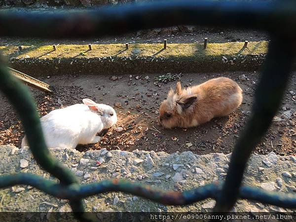 雅典小動物園 (12).jpg