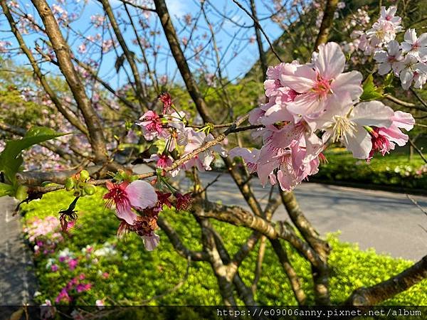 陽明山花季賞花再去天籟泡溫泉 (4).jpg