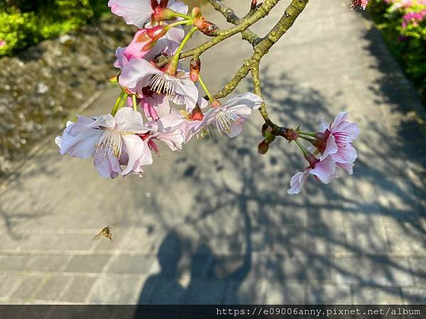 陽明山花季賞花再去天籟泡溫泉 (3).jpg