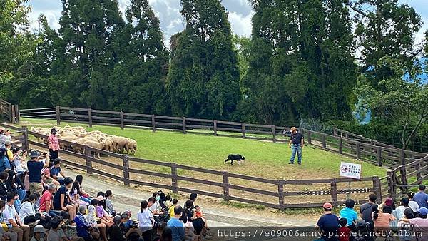 CD甜蜜家去清境青青草原後吃美斯樂傣族風味餐 (16).jpg