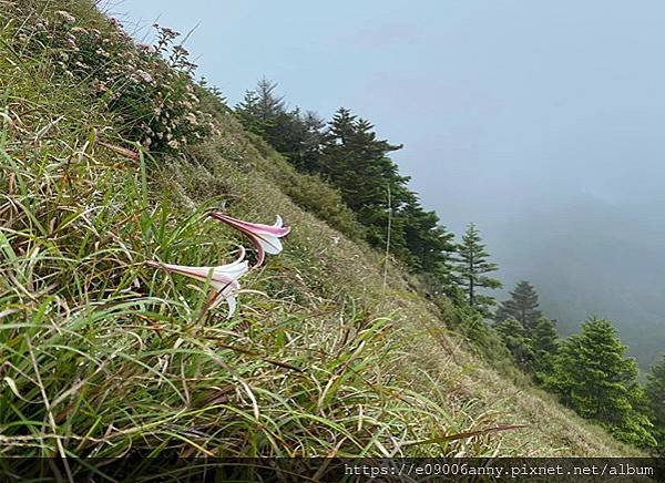 甜蜜CD家去武嶺.合歡尖山 (26).jpg