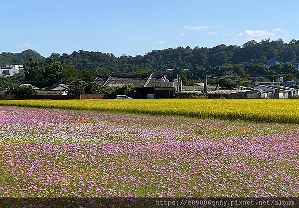 甜蜜CD家到桃園中庄調整池車泊.月眉花彩節  (44).jpg