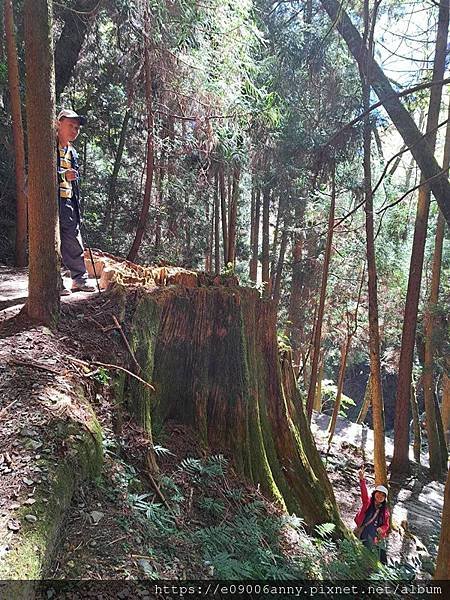 甜蜜CD家到觀霧國家公園(蜜月步道+檜山巨木)遊客中心.山椒魚112 (12).jpg