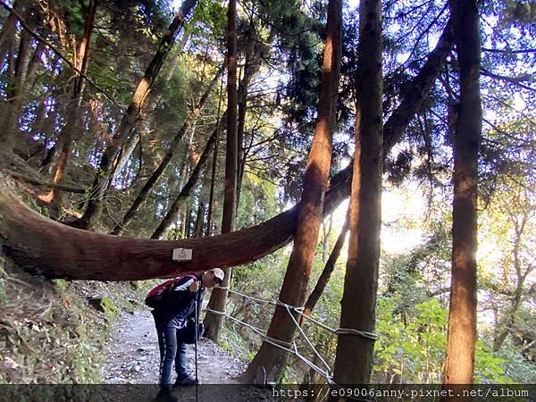 甜蜜CD家到觀霧國家公園(蜜月步道+檜山巨木)遊客中心.山椒魚112 (46).jpg