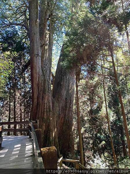 甜蜜CD家到觀霧國家公園(蜜月步道+檜山巨木)遊客中心.山椒魚112 (52).jpg