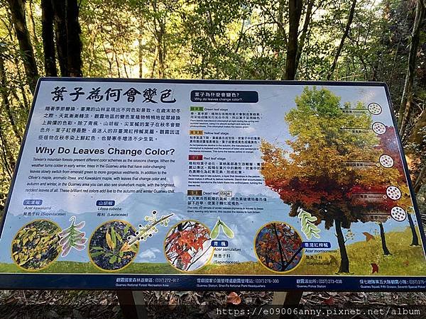 甜蜜CD家到觀霧國家公園(蜜月步道+檜山巨木)遊客中心.山椒魚112 (64).jpg