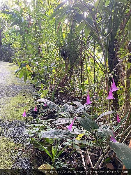 2024香港桂林陽朔馬來西亞檳城12日Day10-4檳城升旗山The Habitat生態公園0709 (37).jpg